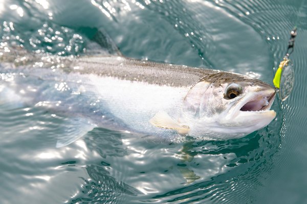 La pêche aux leurres de la truite et des carnassiers: éco-friendly et efficace